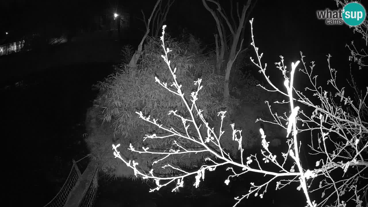 Yellow-cheeked gibbon Zoo Ljubljana livecam