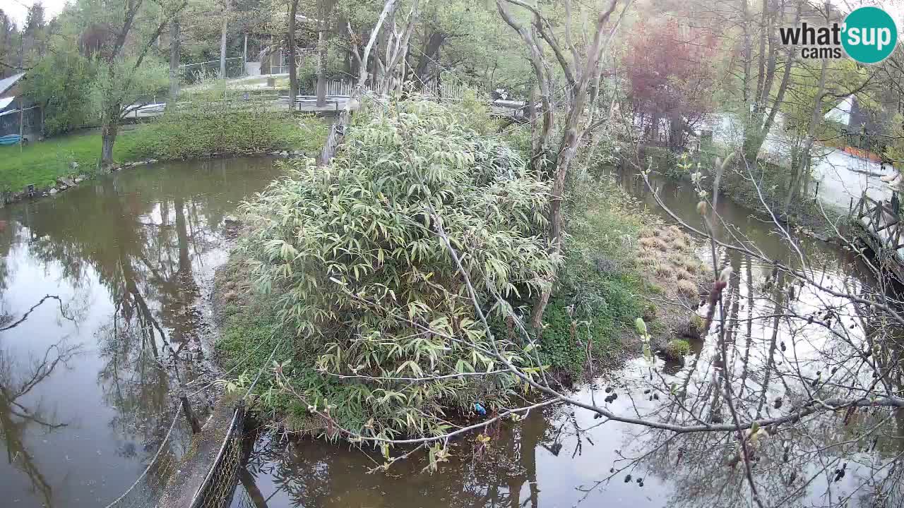 Yellow-cheeked gibbon Zoo Ljubljana livecam