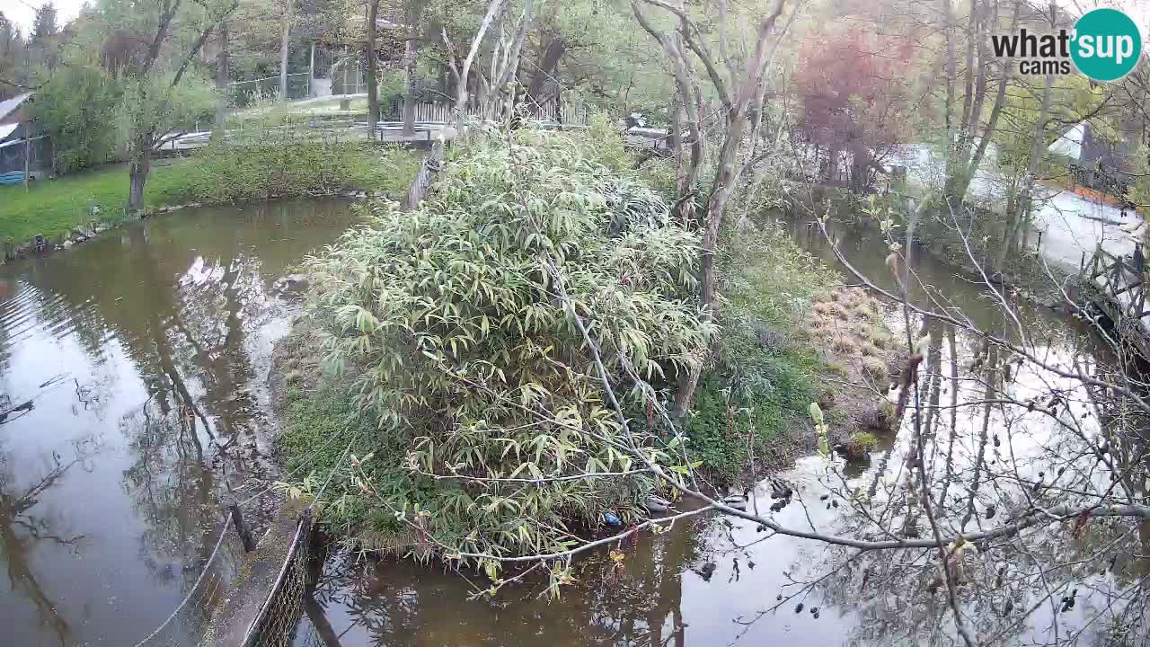 Yellow-cheeked gibbon Zoo Ljubljana livecam