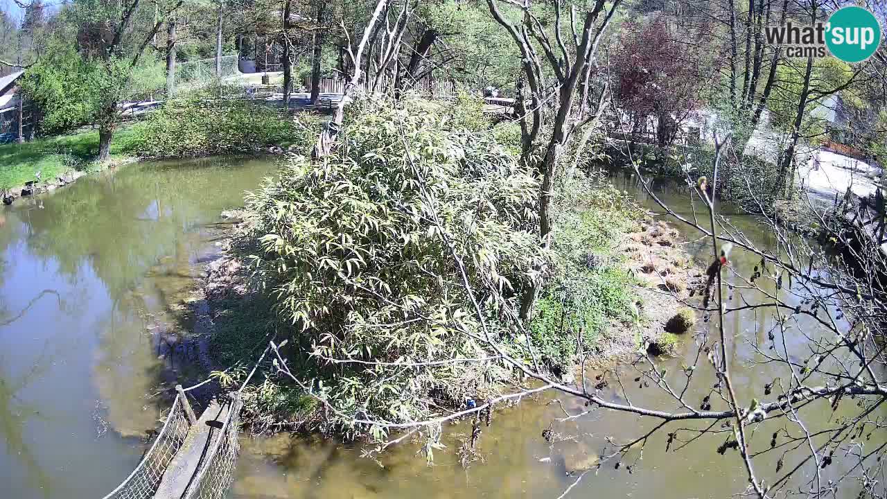 Gibón de mejillas beige Zoo Ljubljana