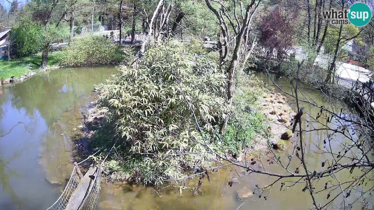 Zlatolični gibon živalski vrt Ljubljana