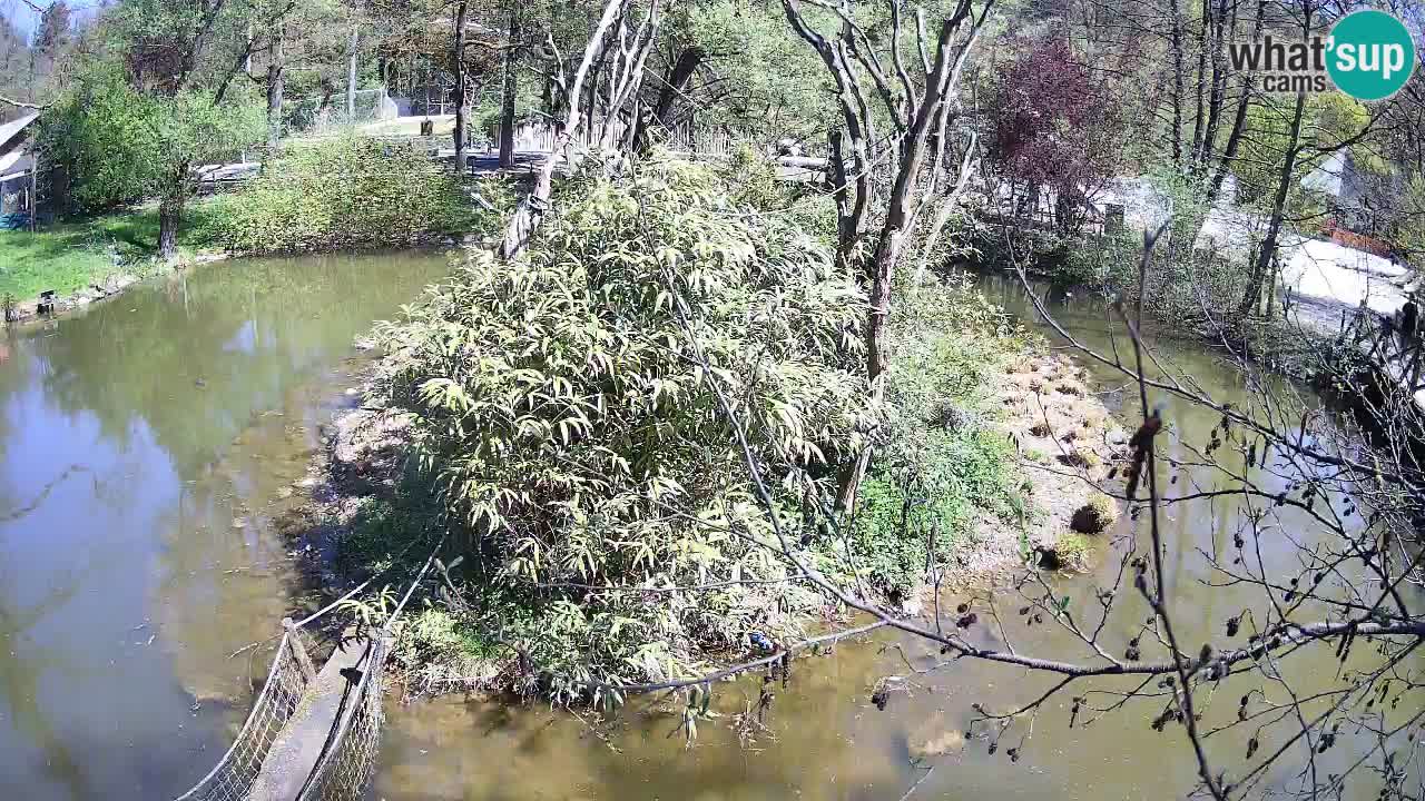 Zlatolični gibon živalski vrt Ljubljana