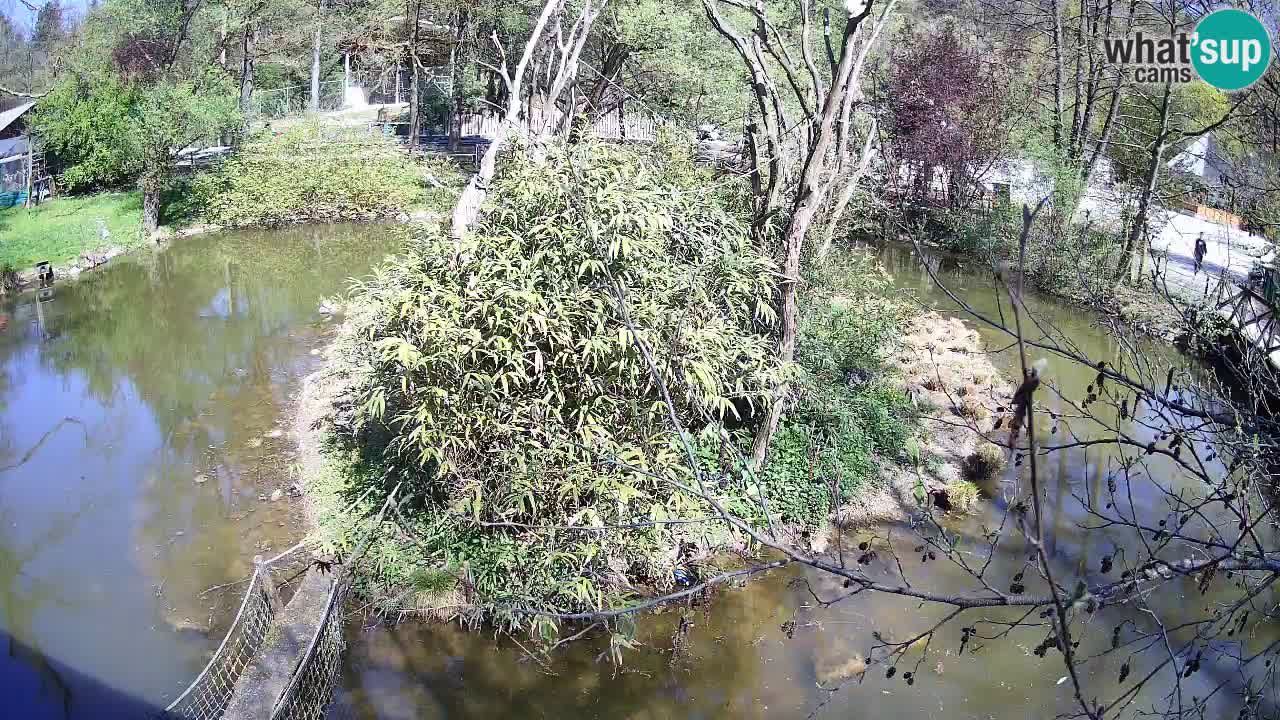 Zlatolični gibon živalski vrt Ljubljana