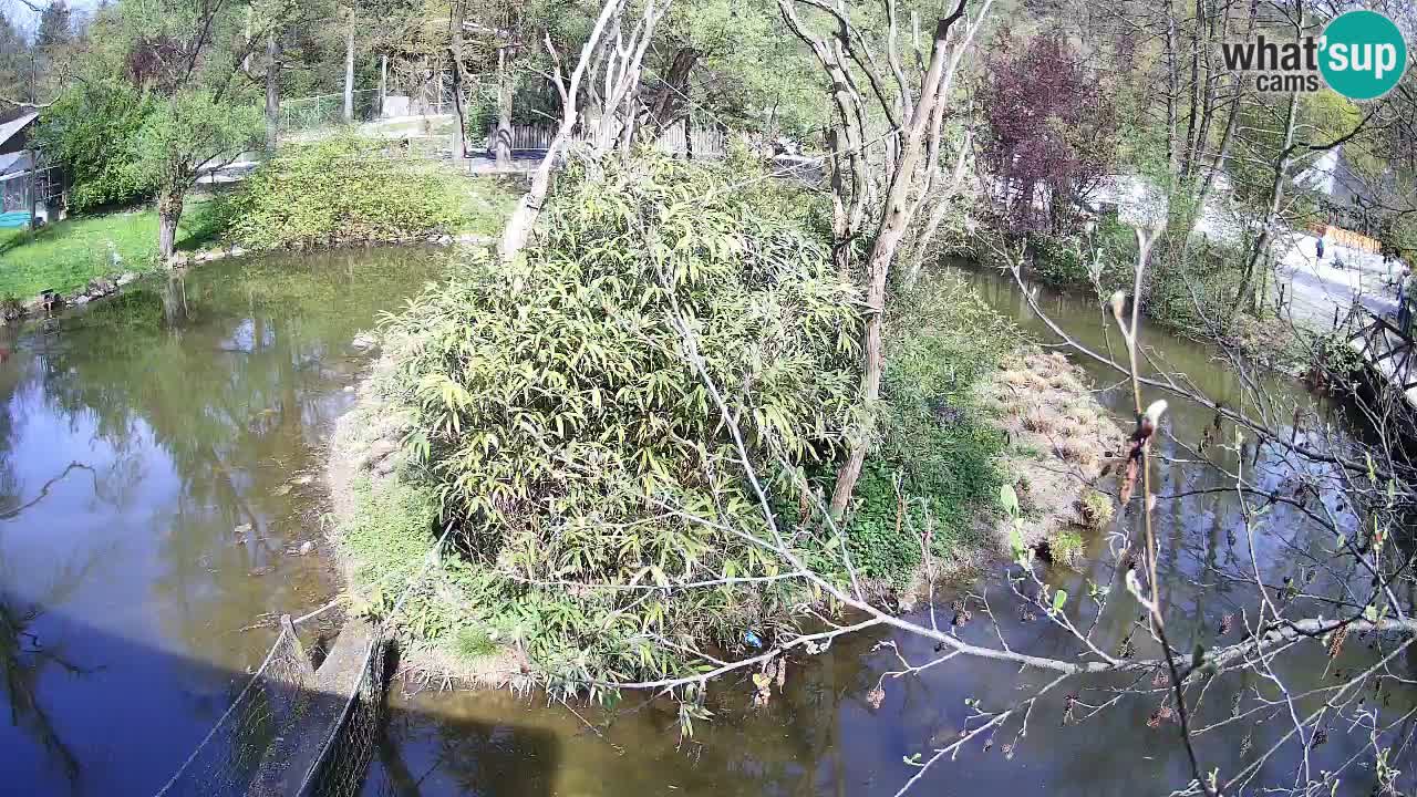 Yellow-cheeked gibbon Zoo Ljubljana livecam