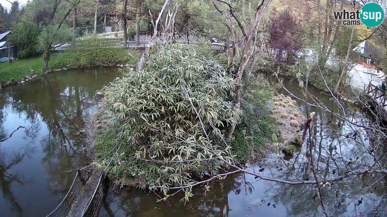 Südlicher Gelbwangen-Schopfgibbon Zoo Ljubljana webcam