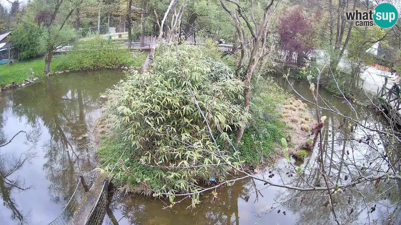 Gibbone dalle guance rosa nello ZOO di Ljubljana