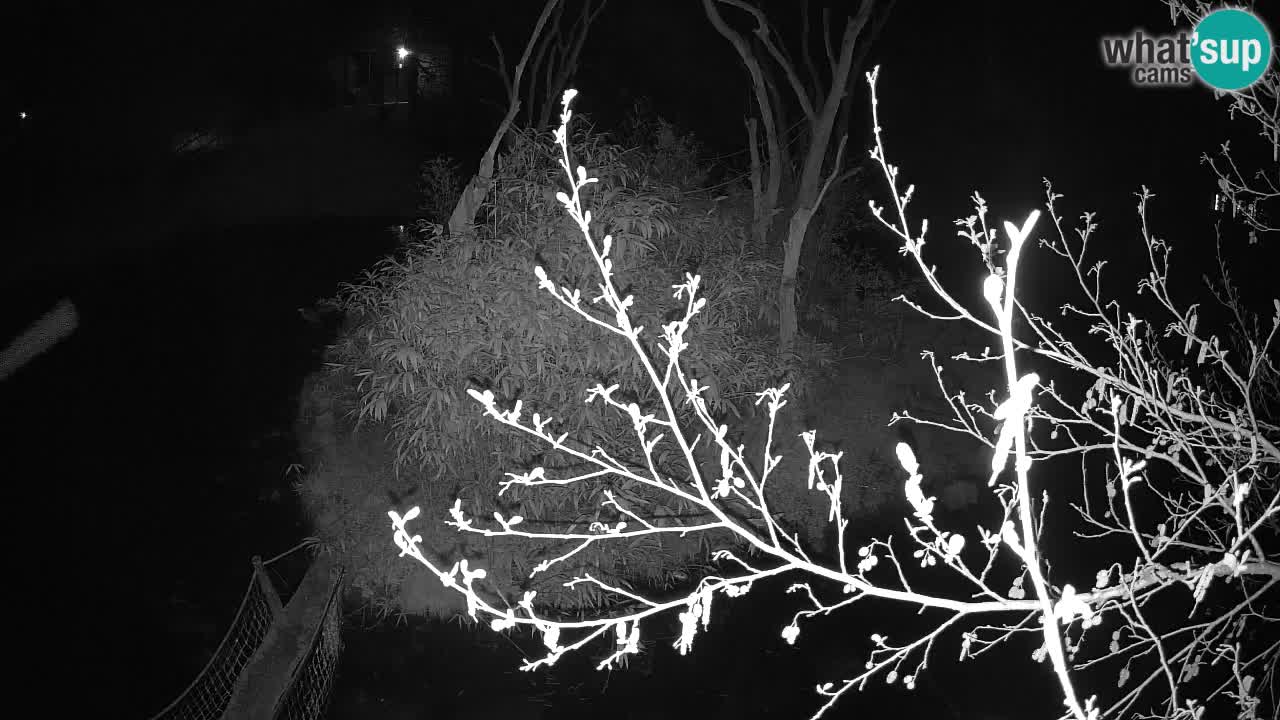 Zlatolični gibon živalski vrt Ljubljana