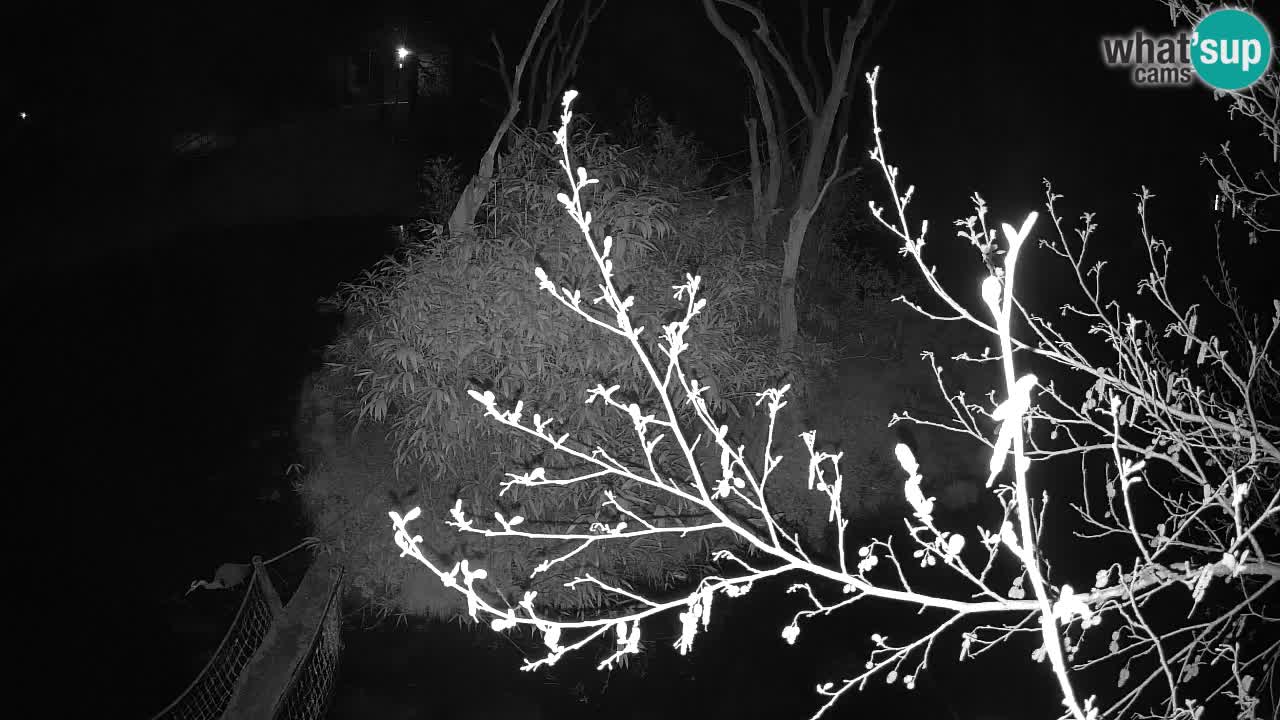 Südlicher Gelbwangen-Schopfgibbon Zoo Ljubljana webcam