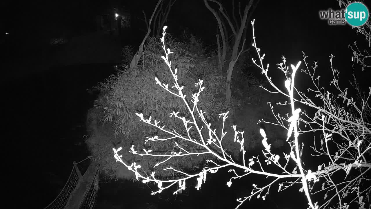 Gibon – Nomascus gabriellae – Zoo Ljubljana web kamera