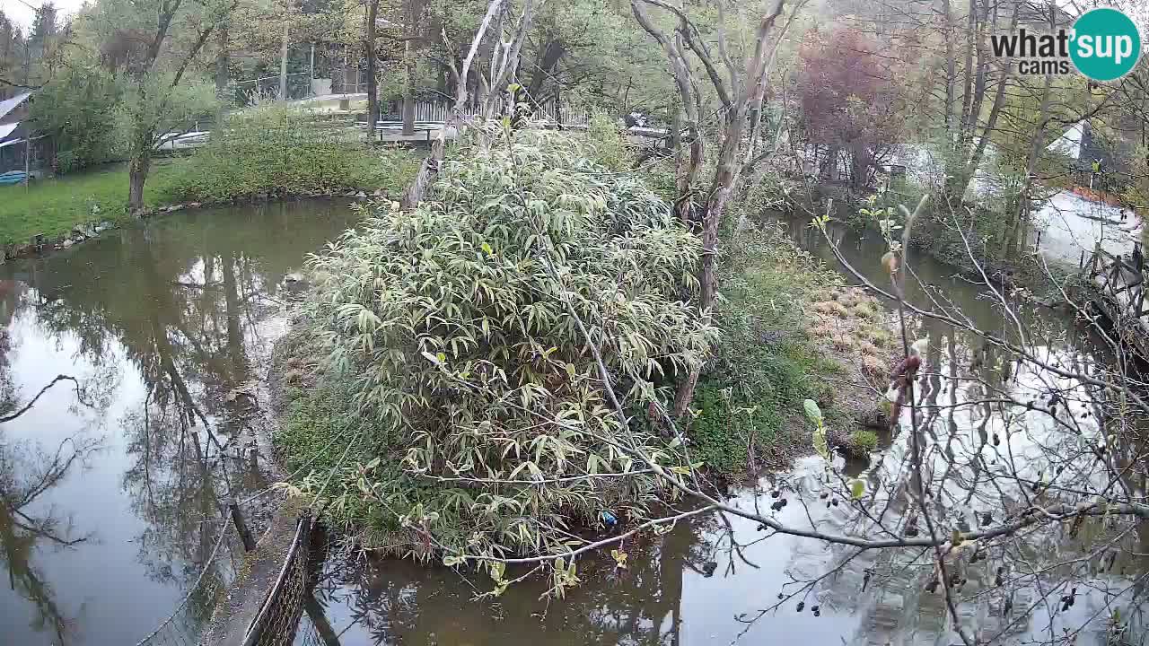 Yellow-cheeked gibbon Zoo Ljubljana livecam