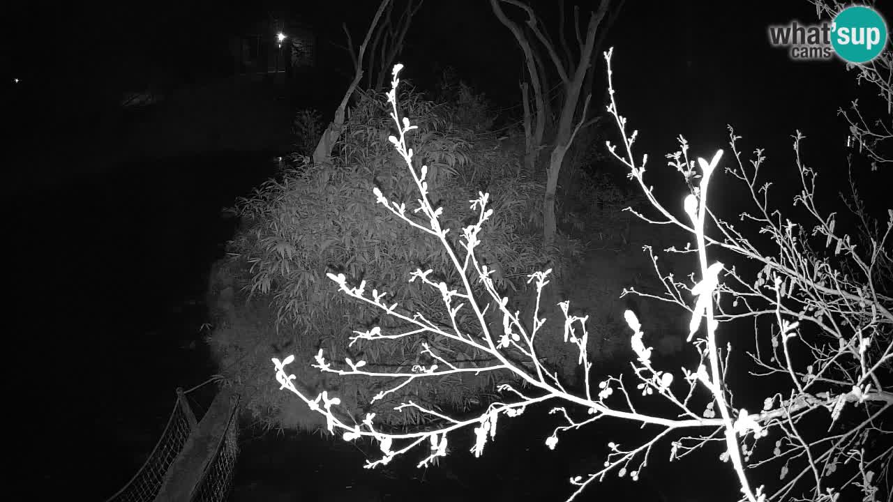 Gibbon à joues jaunes Zoo Ljubljana live cam