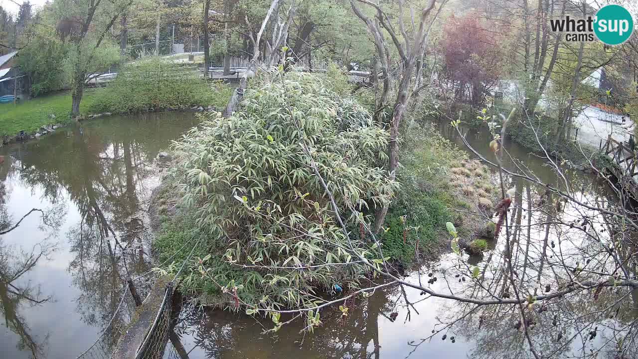 Gibbone dalle guance rosa nello ZOO di Ljubljana