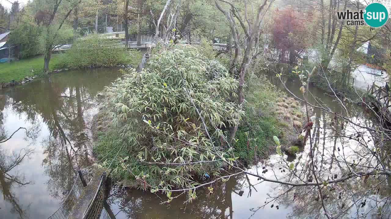 Gibon – Nomascus gabriellae – Zoo Ljubljana web kamera