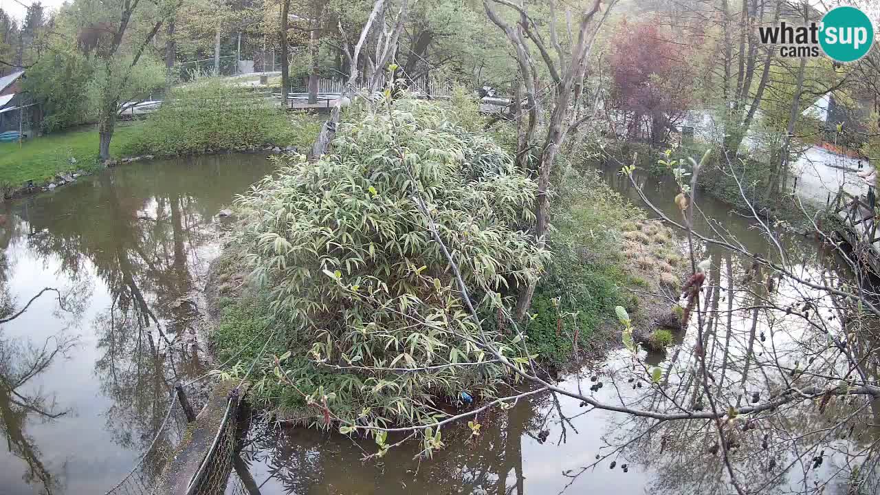 Gibbon à joues jaunes Zoo Ljubljana live cam