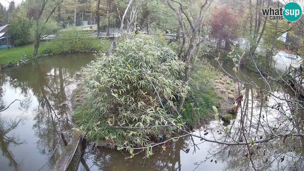 Gibbon à joues jaunes Zoo Ljubljana live cam