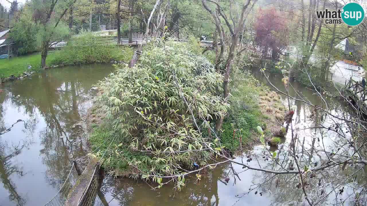 Zlatolični gibon živalski vrt Ljubljana