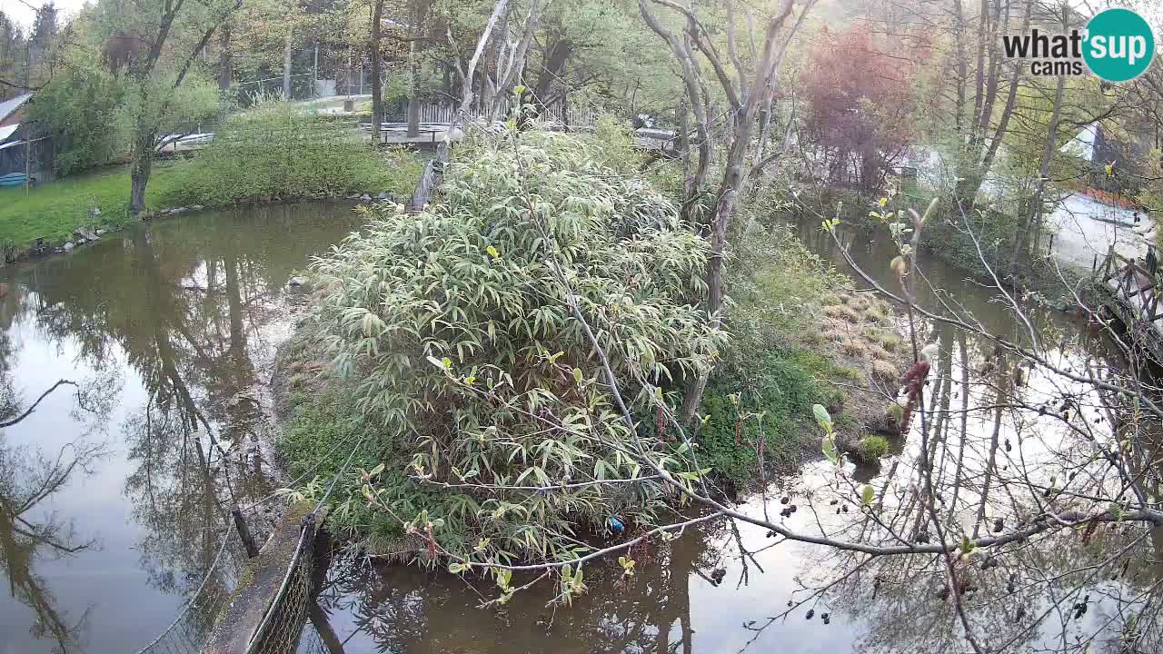 Südlicher Gelbwangen-Schopfgibbon Zoo Ljubljana webcam
