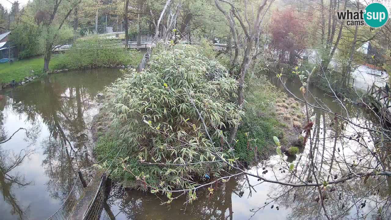 Südlicher Gelbwangen-Schopfgibbon Zoo Ljubljana webcam