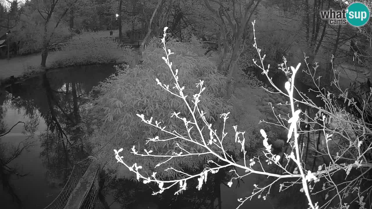 Südlicher Gelbwangen-Schopfgibbon Zoo Ljubljana webcam