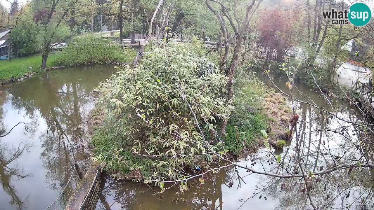 Gibbon à joues jaunes Zoo Ljubljana live cam