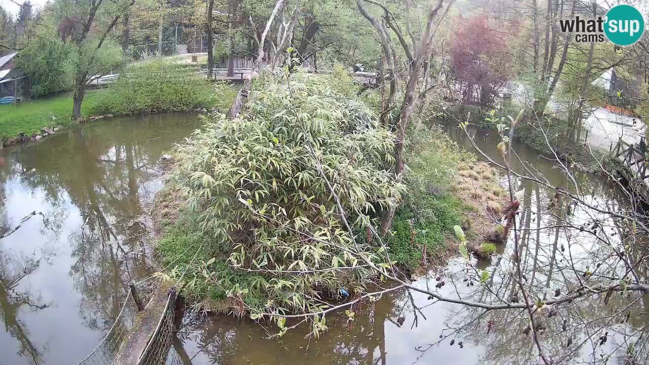 Yellow-cheeked gibbon Zoo Ljubljana livecam
