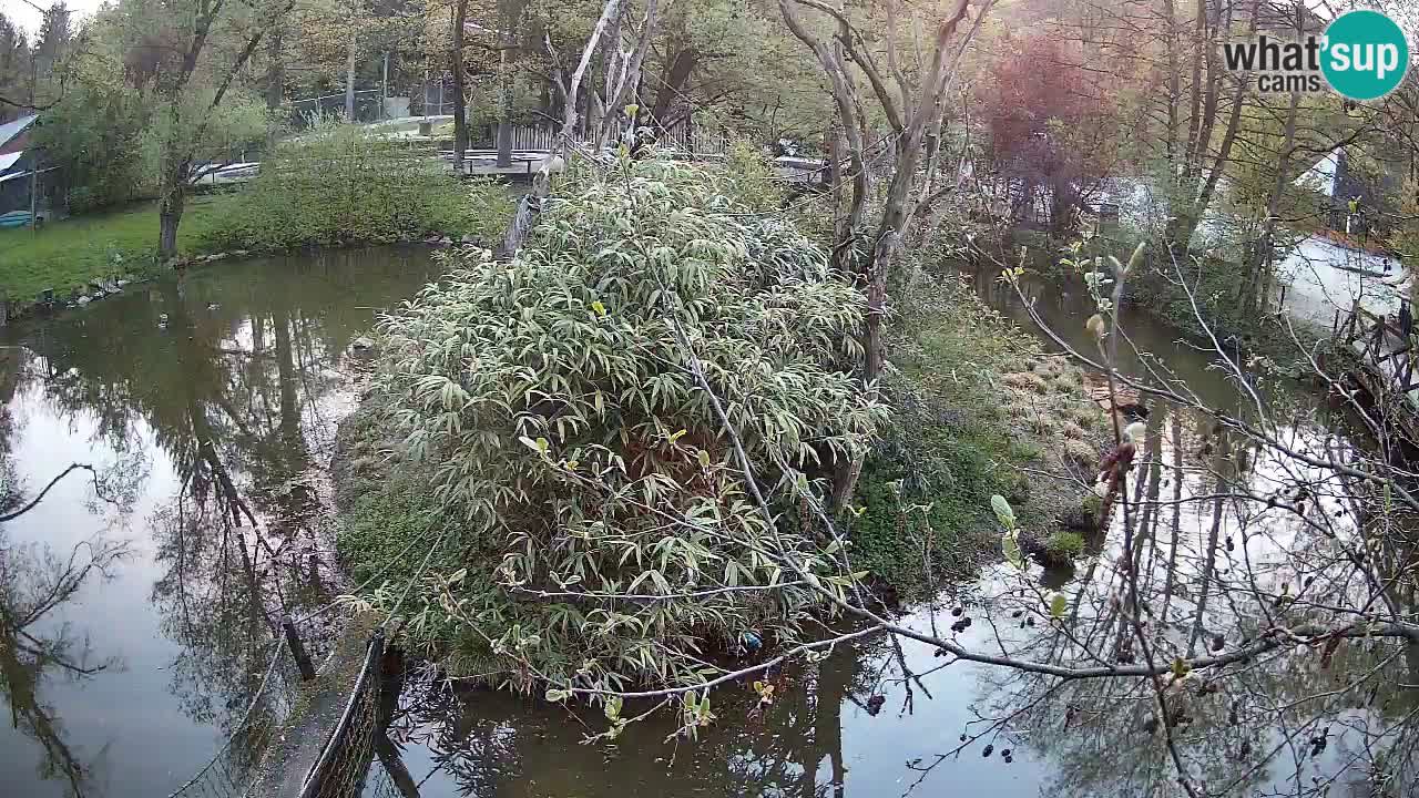Gibon – Nomascus gabriellae – Zoo Ljubljana web kamera