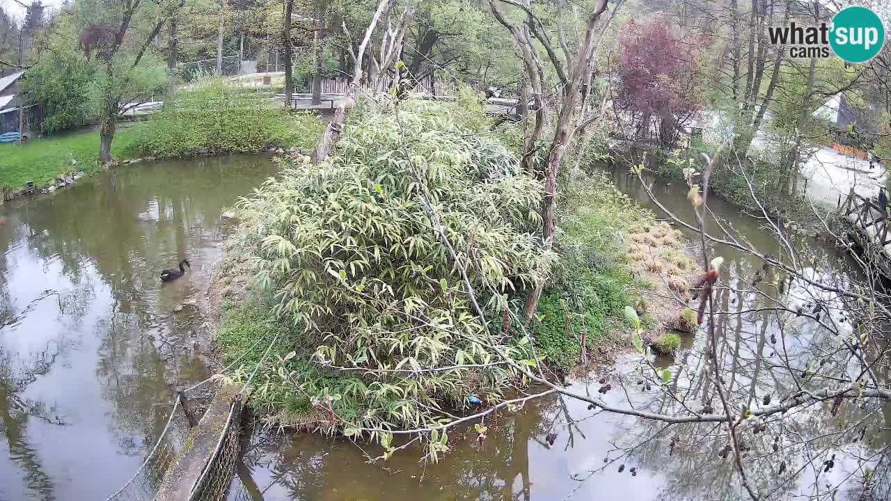 Südlicher Gelbwangen-Schopfgibbon Zoo Ljubljana webcam