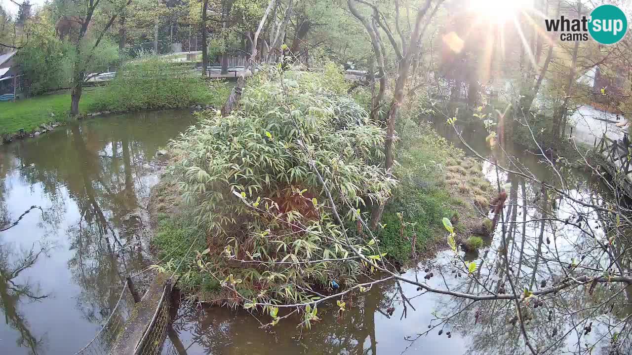 Südlicher Gelbwangen-Schopfgibbon Zoo Ljubljana webcam