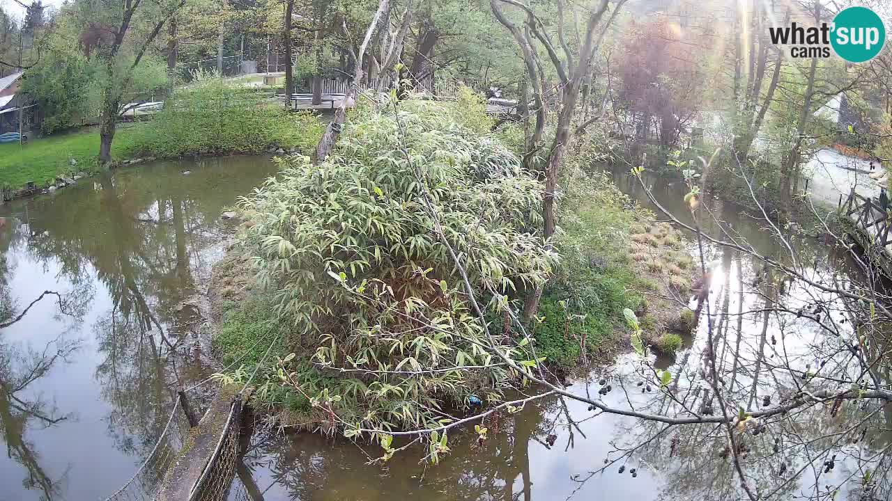 Yellow-cheeked gibbon Zoo Ljubljana livecam