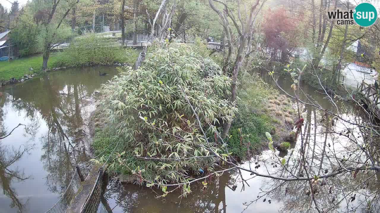 Gibón de mejillas beige Zoo Ljubljana