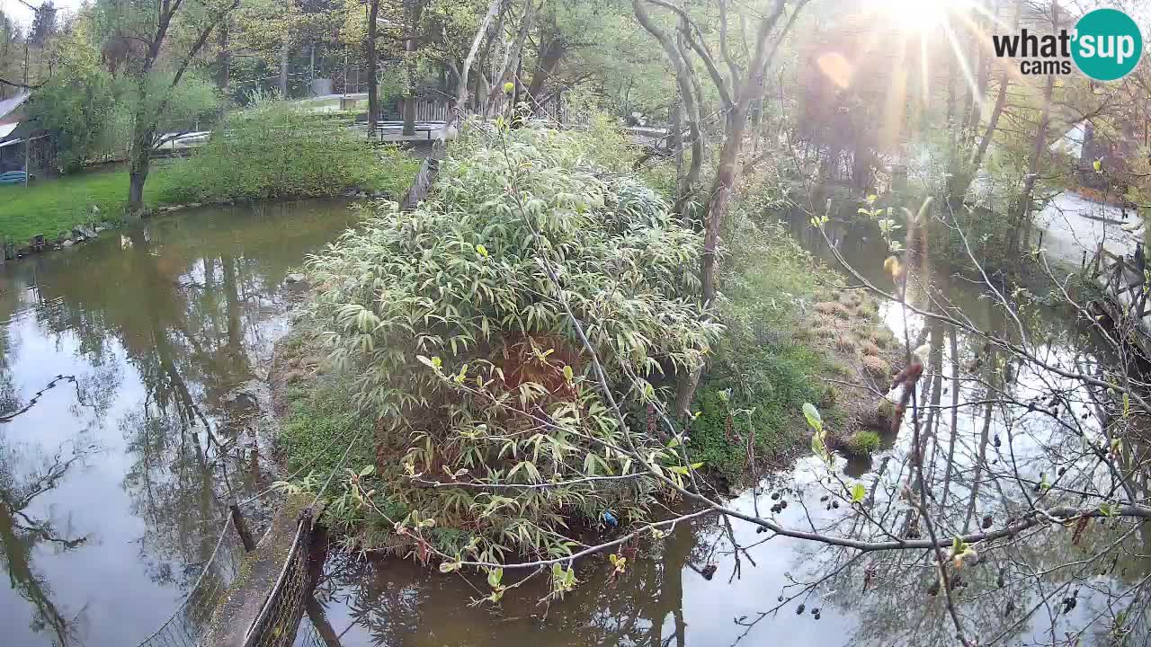 Gibbone dalle guance rosa nello ZOO di Ljubljana
