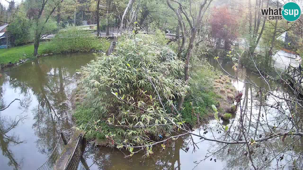Gibon – Nomascus gabriellae – Zoo Ljubljana web kamera