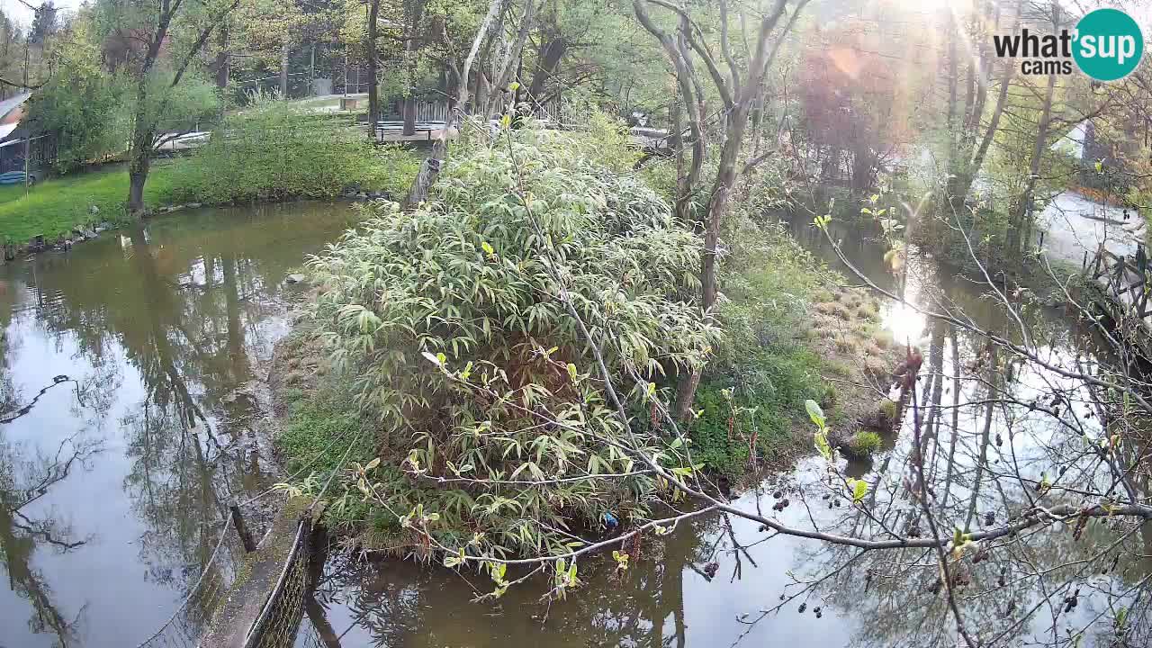 Gibon – Nomascus gabriellae – Zoo Ljubljana web kamera