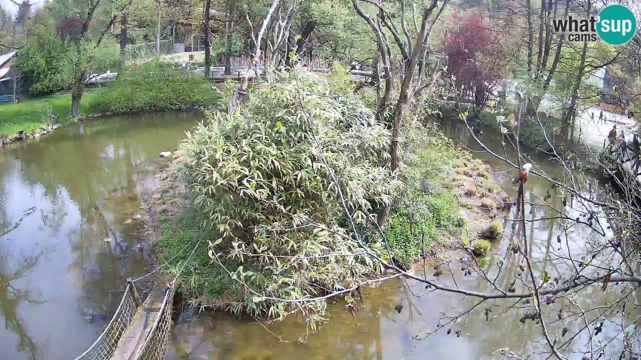 Gibon – Nomascus gabriellae – Zoo Ljubljana web kamera