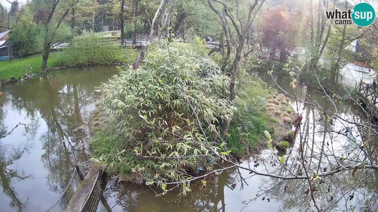 Gibon – Nomascus gabriellae – Zoo Ljubljana web kamera