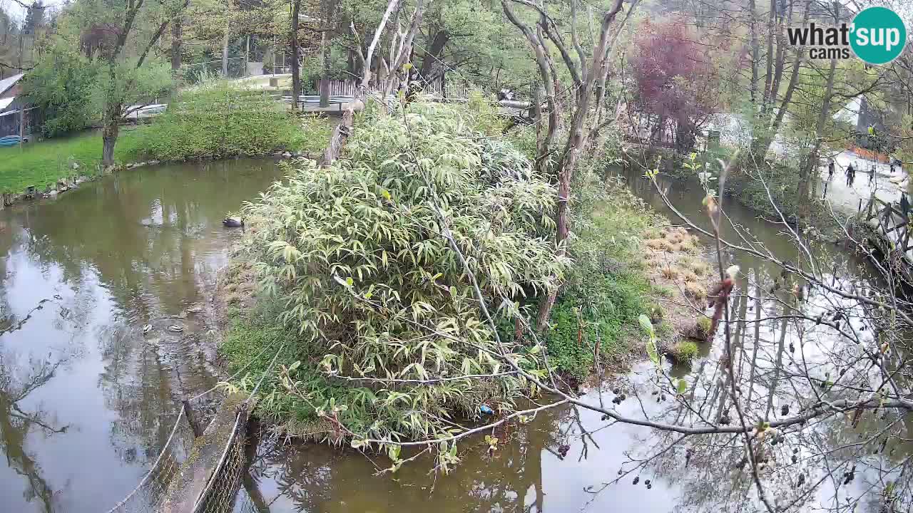 Gibbon à joues jaunes Zoo Ljubljana live cam