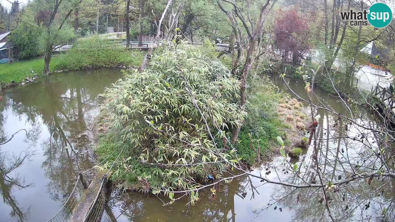 Gibon – Nomascus gabriellae – Zoo Ljubljana web kamera