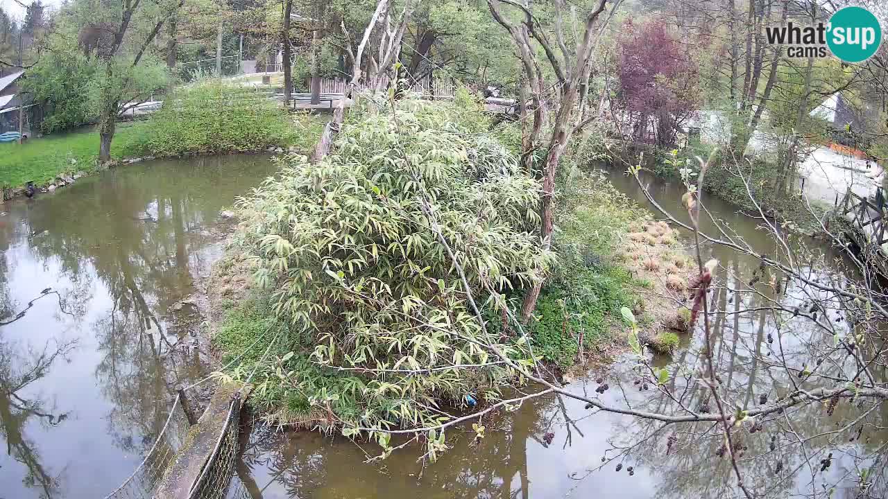 Gibbone dalle guance rosa nello ZOO di Ljubljana