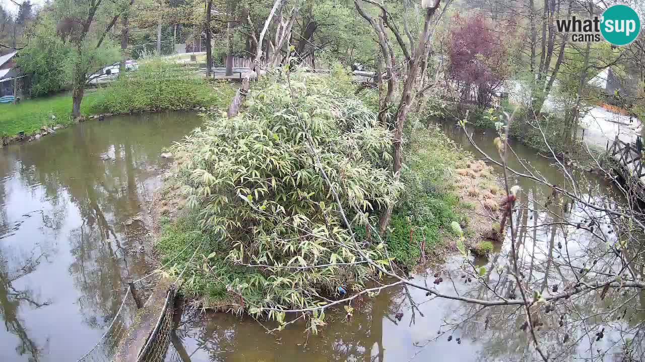 Gibbone dalle guance rosa nello ZOO di Ljubljana