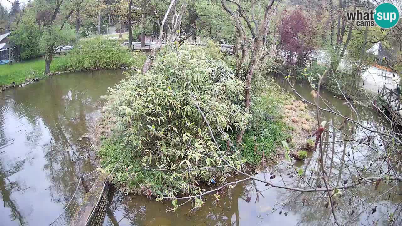 Gibbon à joues jaunes Zoo Ljubljana live cam