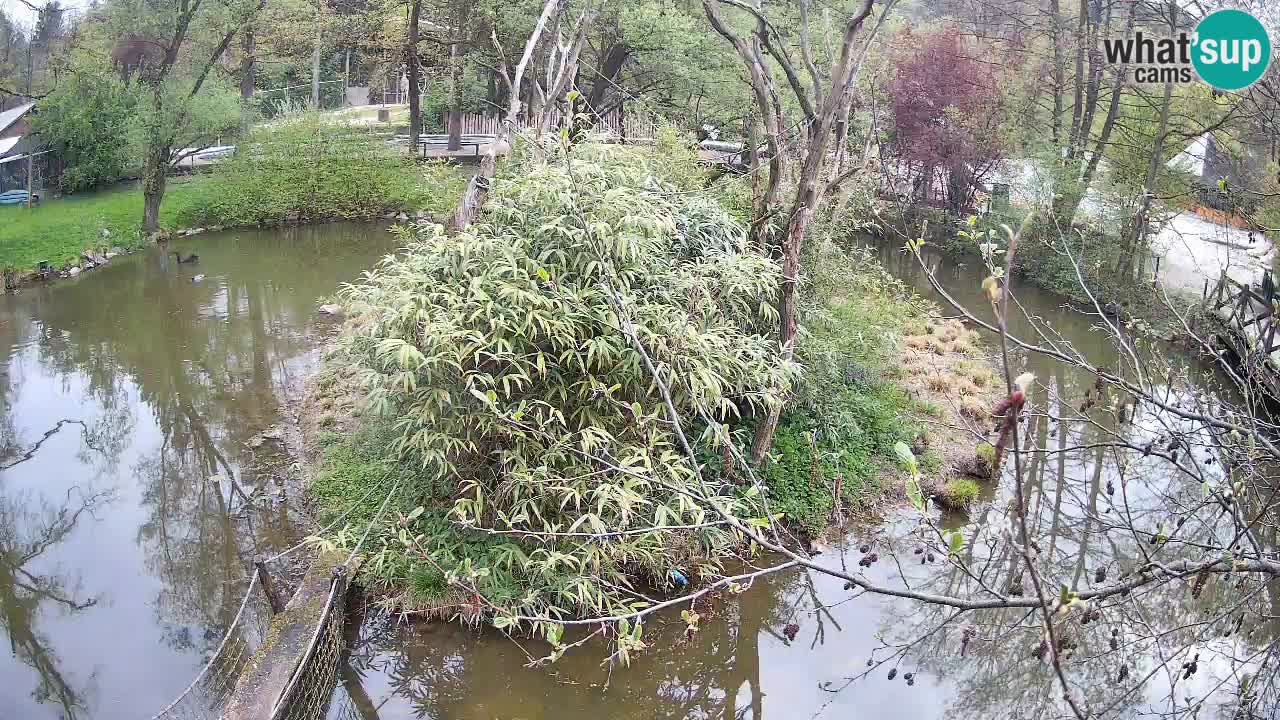 Yellow-cheeked gibbon Zoo Ljubljana livecam