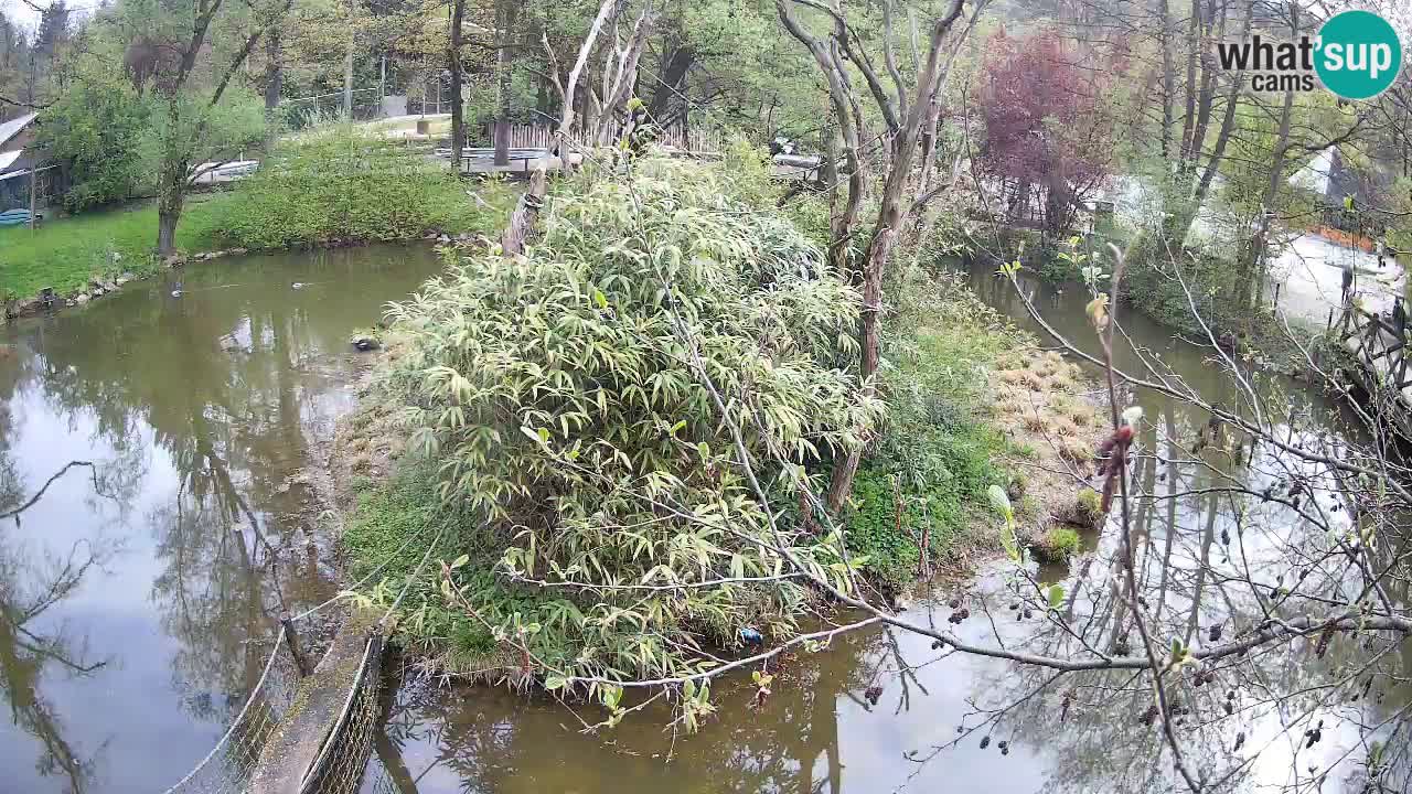 Gibon – Nomascus gabriellae – Zoo Ljubljana web kamera