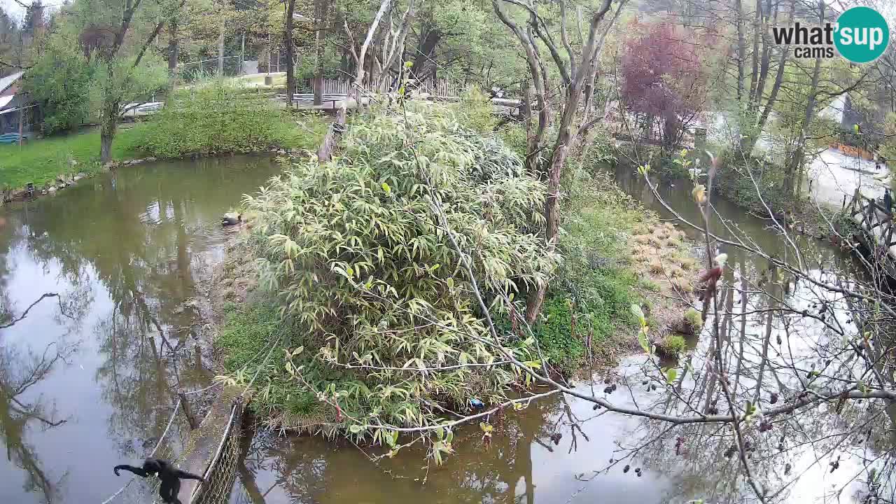 Gibon – Nomascus gabriellae – Zoo Ljubljana web kamera