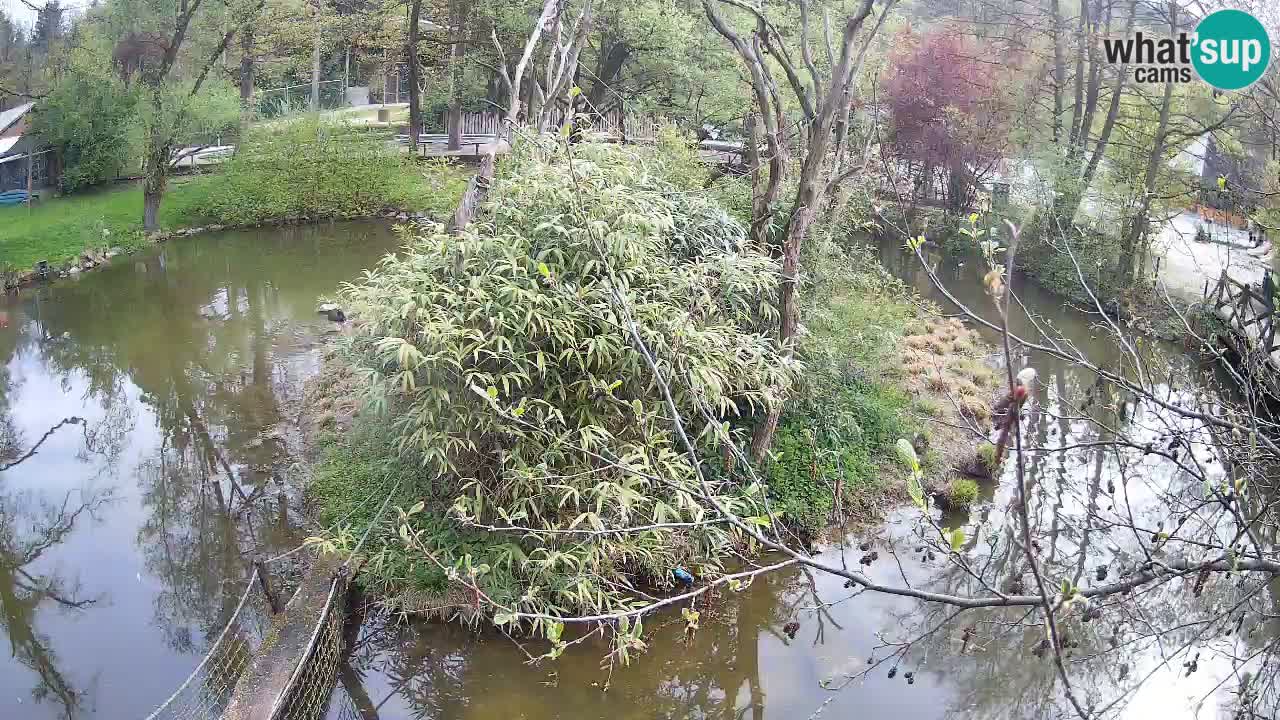 Südlicher Gelbwangen-Schopfgibbon Zoo Ljubljana webcam