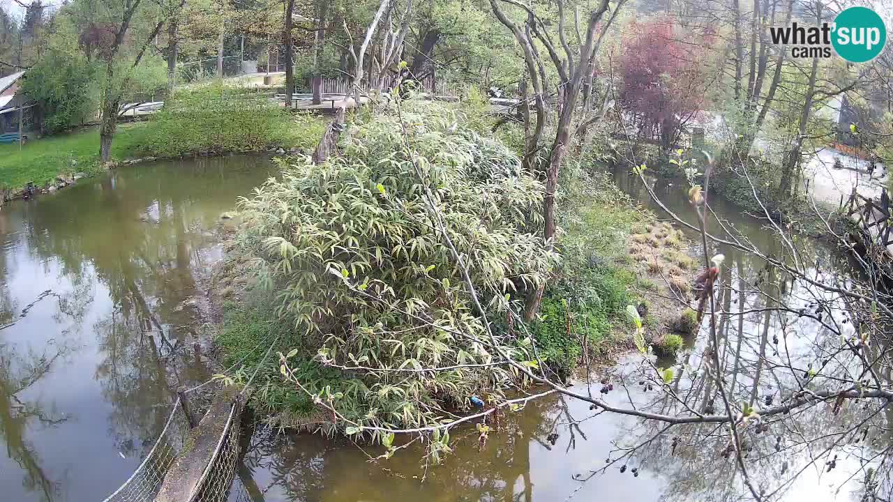 Gibbone dalle guance rosa nello ZOO di Ljubljana