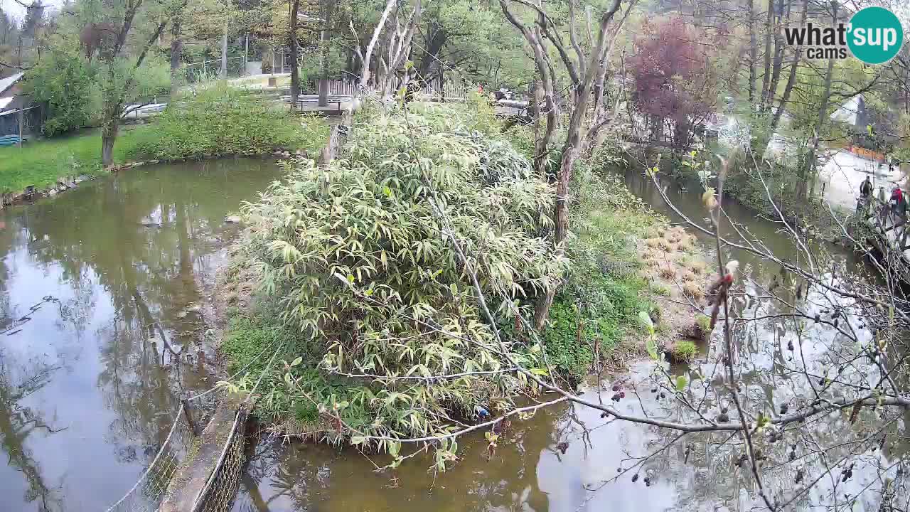Gibbon à joues jaunes Zoo Ljubljana live cam