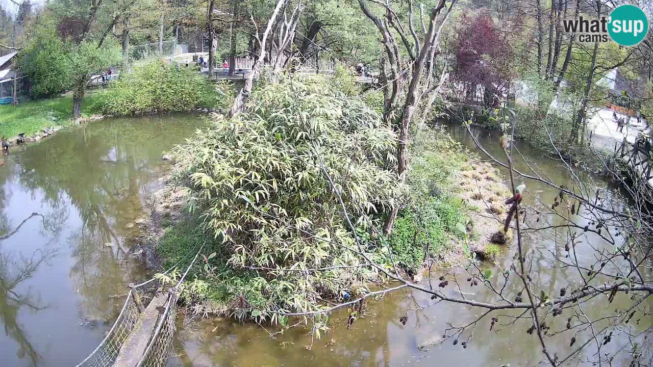 Gibon – Nomascus gabriellae – Zoo Ljubljana web kamera