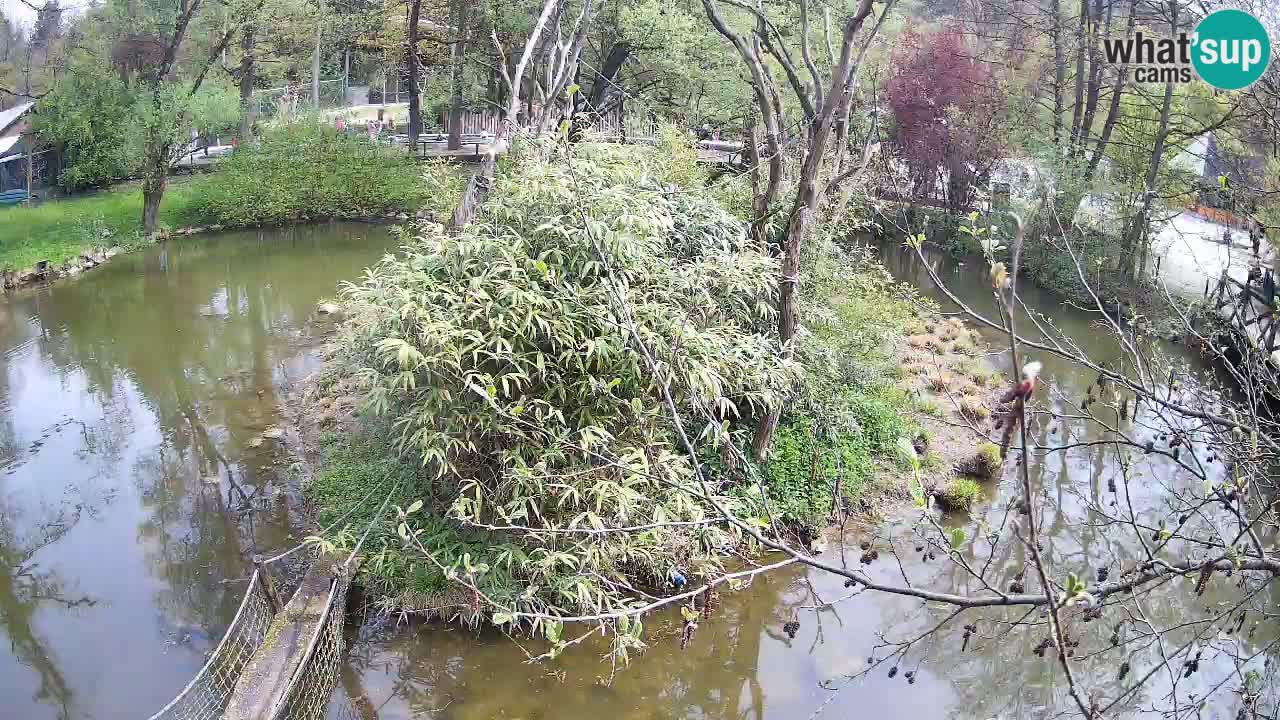 Gibon – Nomascus gabriellae – Zoo Ljubljana web kamera