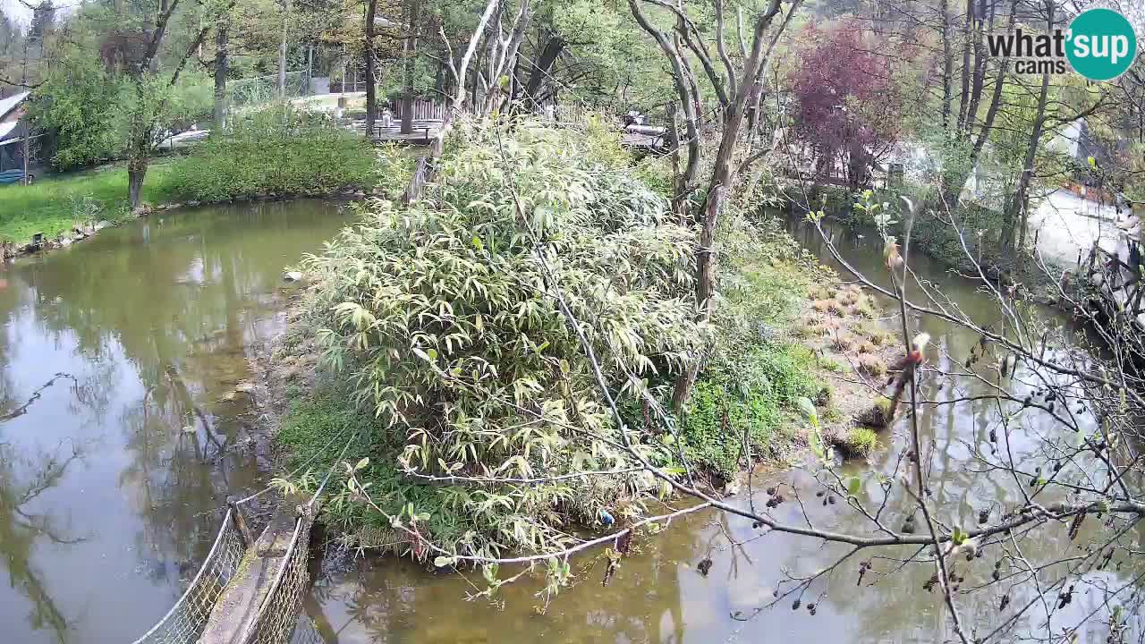 Gibon – Nomascus gabriellae – Zoo Ljubljana web kamera