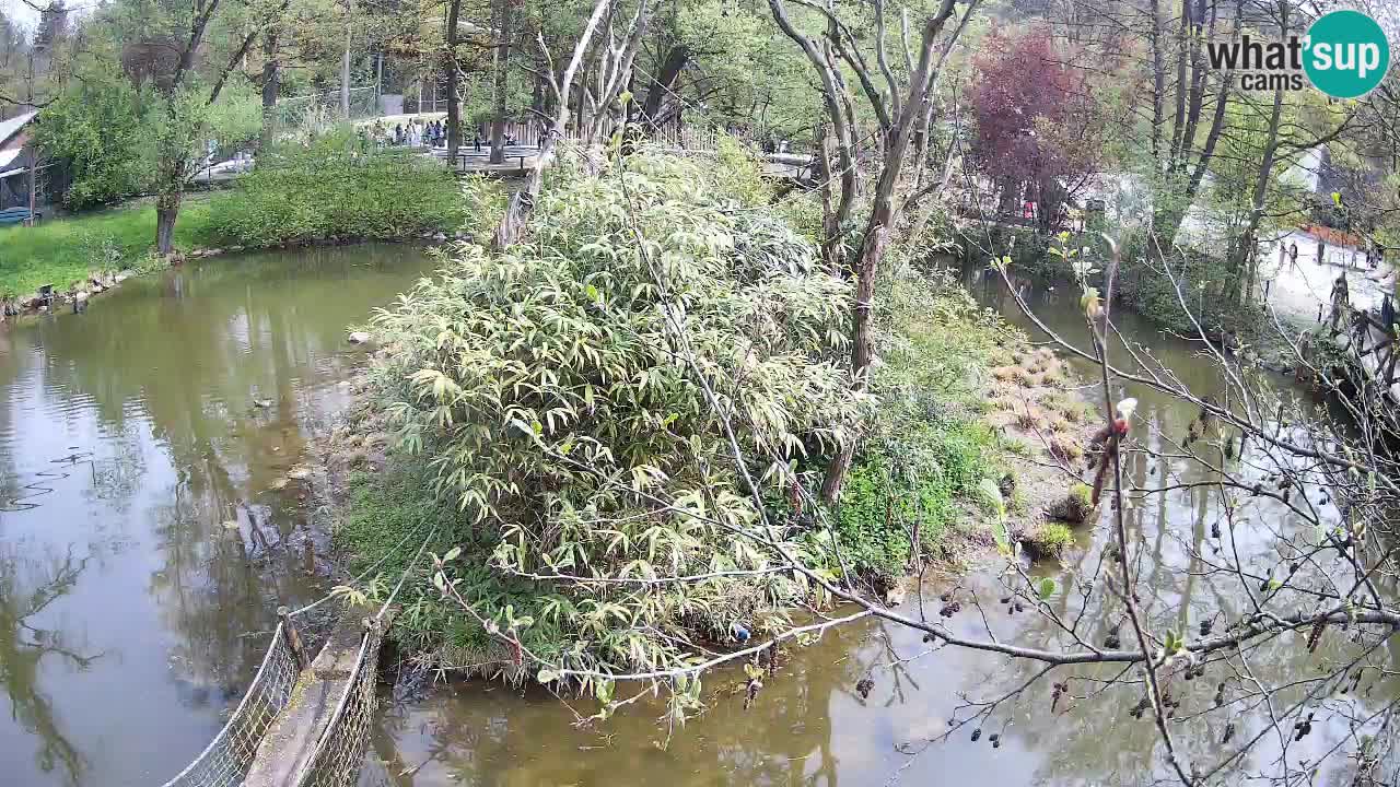 Südlicher Gelbwangen-Schopfgibbon Zoo Ljubljana webcam